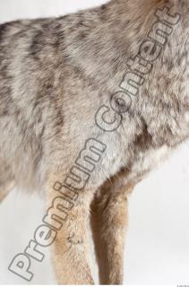 Wolf leg photo reference 0005